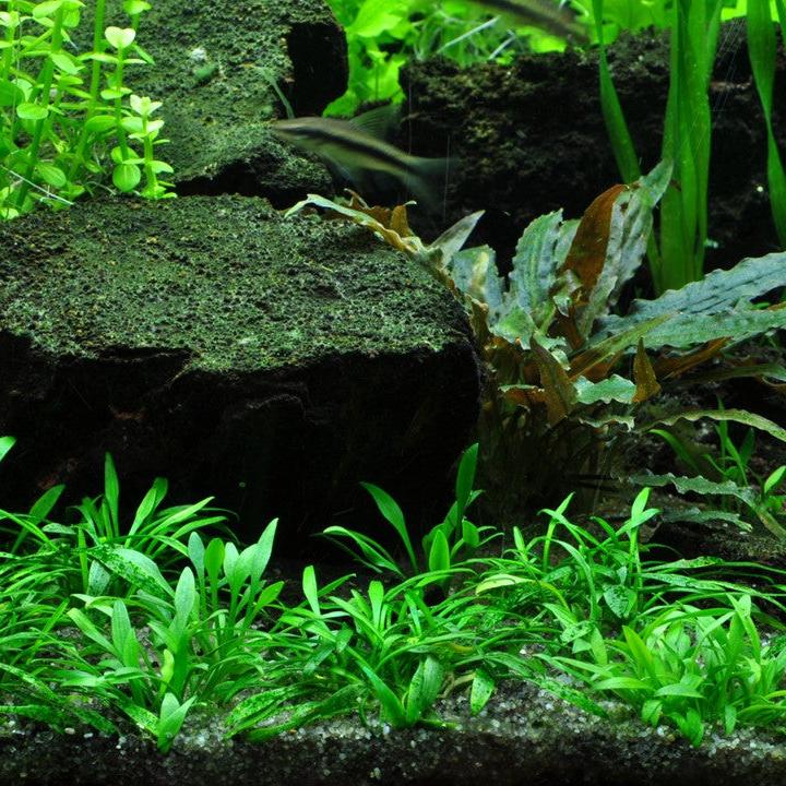 Cryptocoryne Wendtii ‘Green Tissue Culture)