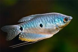 Blue Three Spot Gourami (Trichopodus trichopterus)
