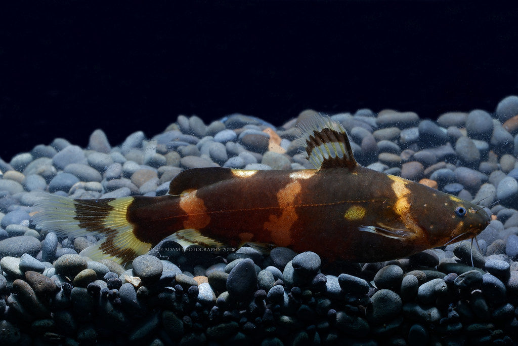 Asian Bumblebee Catfish (Pseudomystus siamensis)