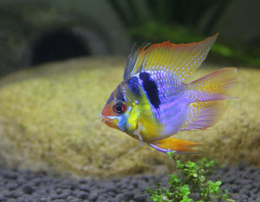 Blue Balloon Ram