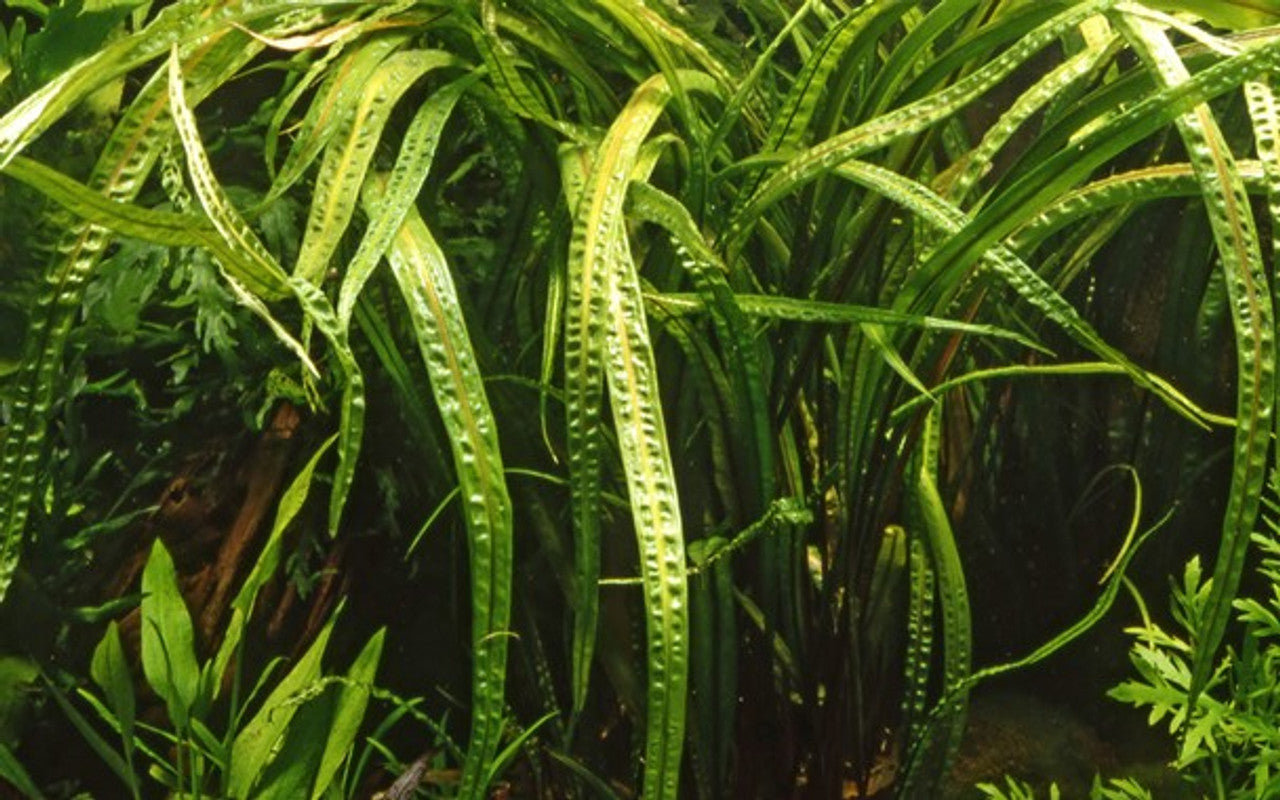 Cryptocoryne Crispatula "Balansae"