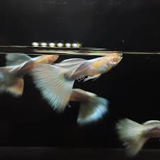 Albino White Tuxedo Guppy - Pairs