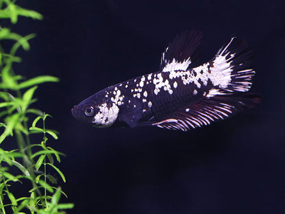Black Dragon Male Betta