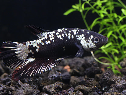 Black Dragon Male Betta