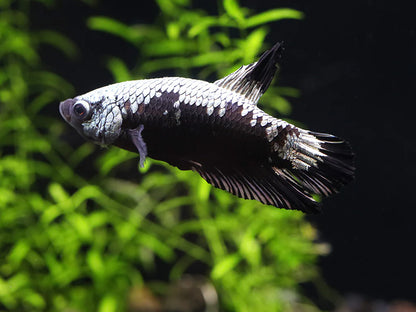 Black Dragon Male Betta