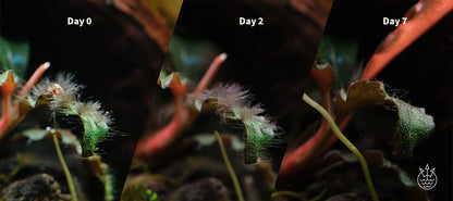 2HR Aquarist APT Fixlite