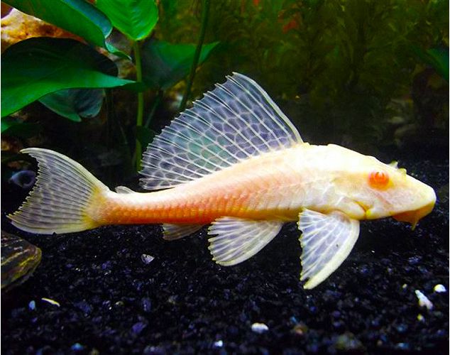 Red Eye Albino Plecostomus