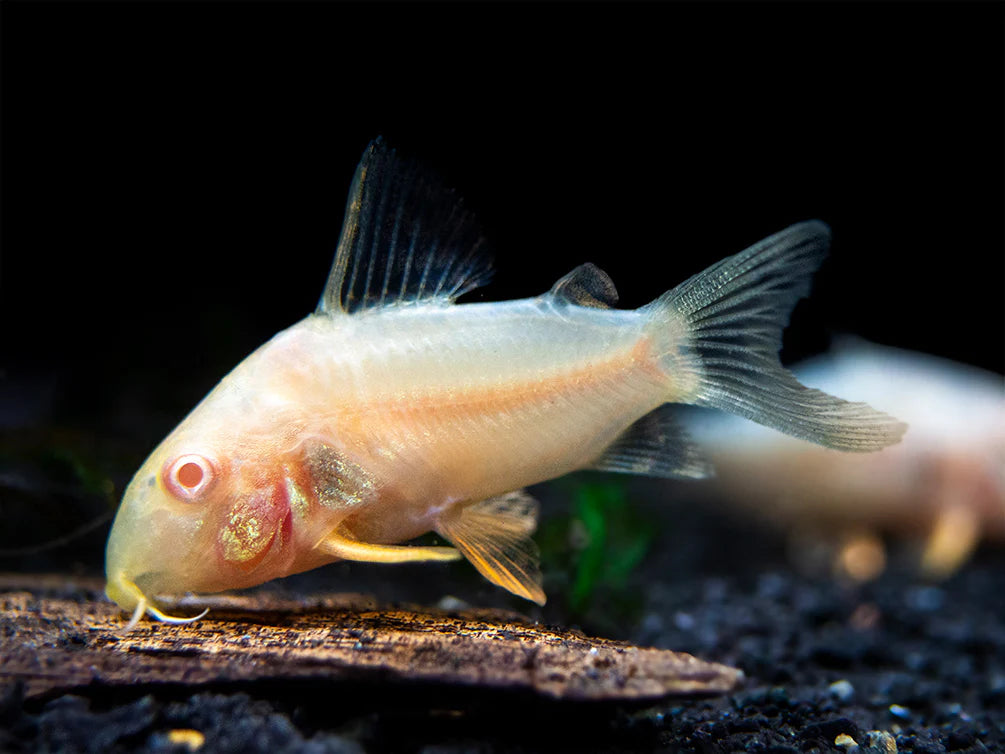 Albino Sterbai Corydora
