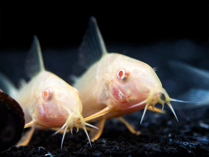 Albino Sterbai Corydora