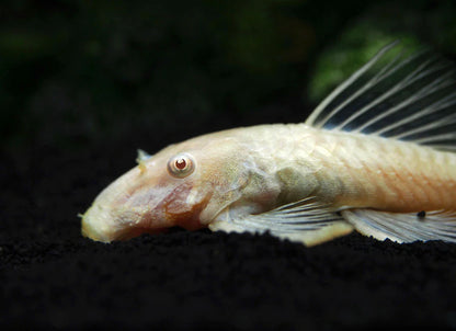 Albino Bristlenose Pleco 2-3CM - Home Bred