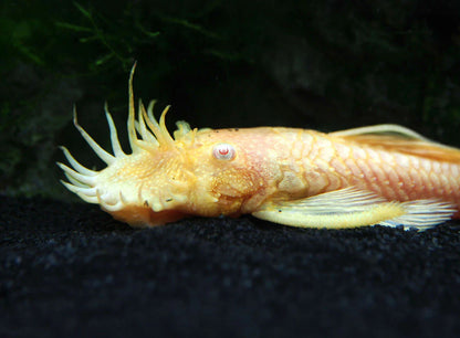 Albino Bristlenose Pleco 2-3CM - Home Bred