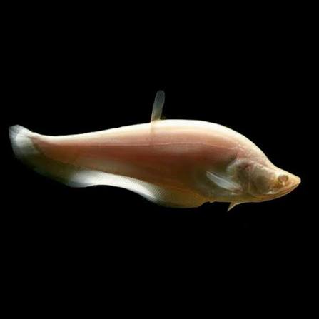 Albino Clown Knife fish (Chitala ornata)