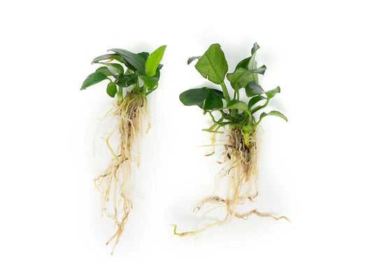 Dwarf Anubias (Anubias nana)