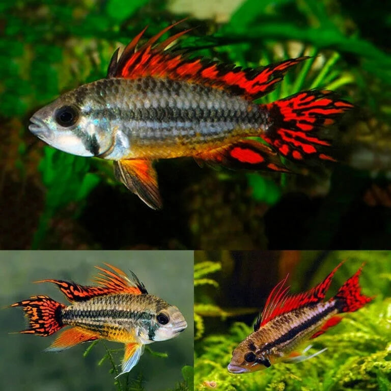 Apistogramma Cacaotuoides Super Red - Unsexed
