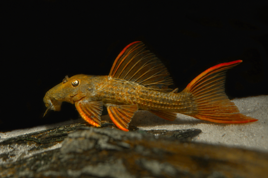 L024 Red Fin Cactus Pleco (Pseudacanthicus pitanga)