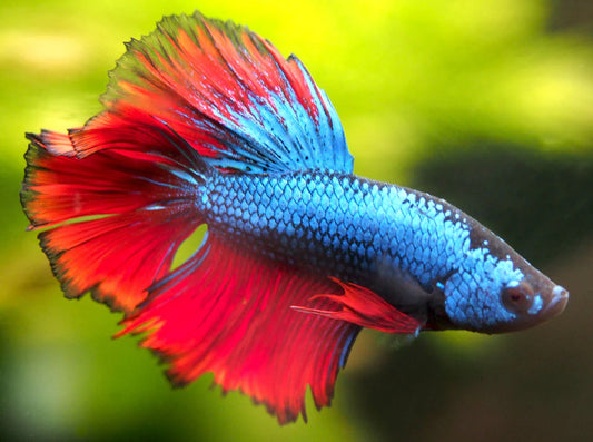 Half moon Male Betta