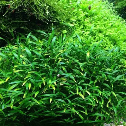 Cryptocoryne x Lucens Willisii Tissue Culture