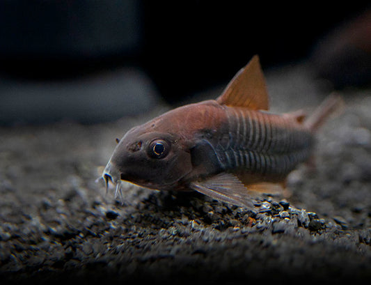 Black Schitzi Corydora