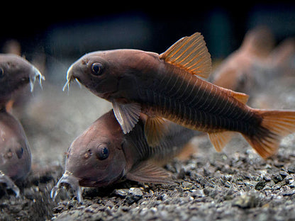 Black Schitzi Corydora