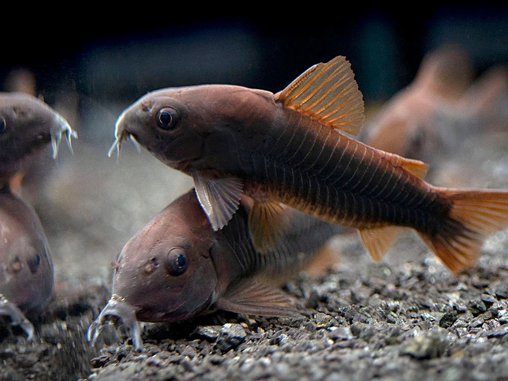Black Schitzi Corydora