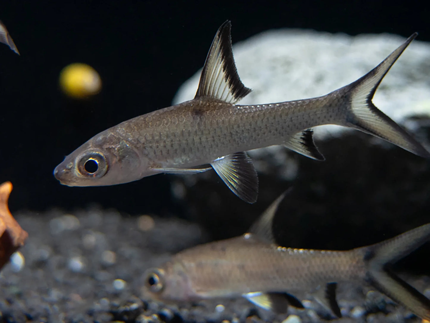 Bala Sliver Shark