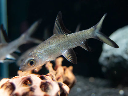 Bala Sliver Shark