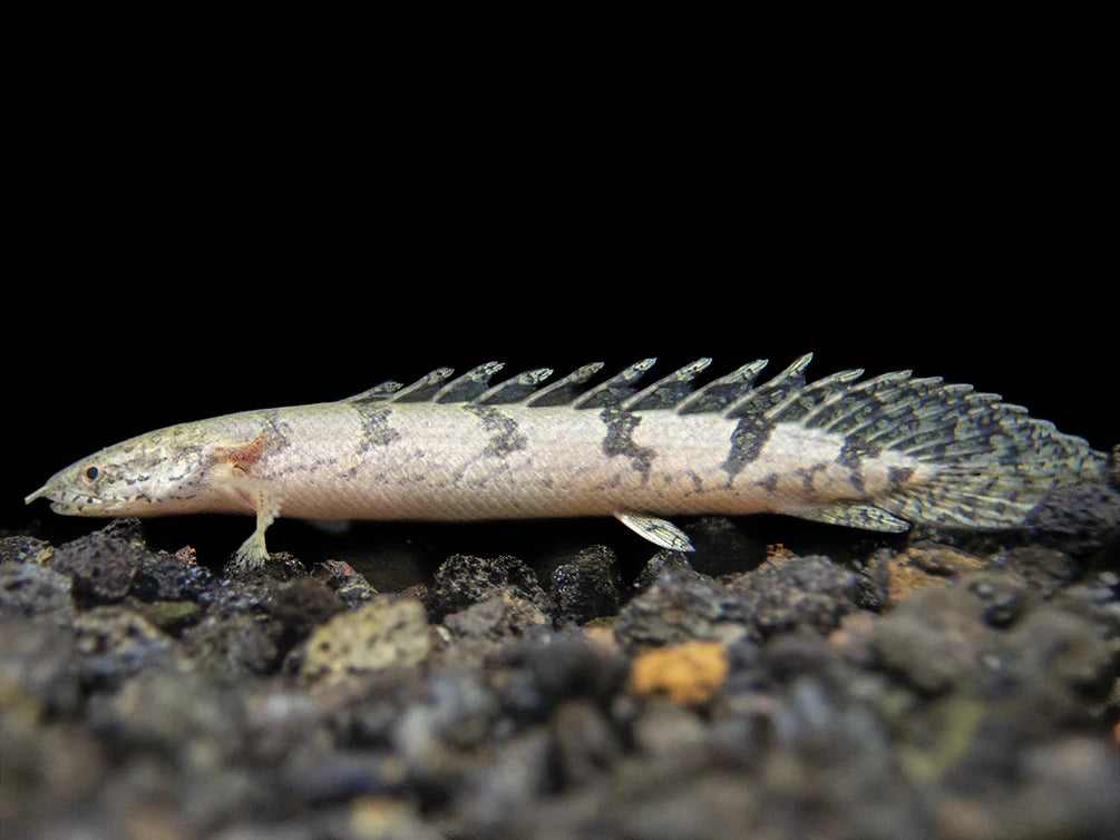 Armored Bichir (Polypterus delhezi) - 10cm