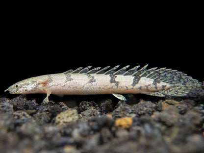 Armored Bichir (Polypterus delhezi) - 10cm