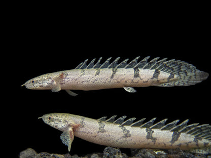 Armored Bichir (Polypterus delhezi) - 10cm