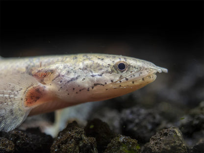 Armored Bichir (Polypterus delhezi) - 10cm