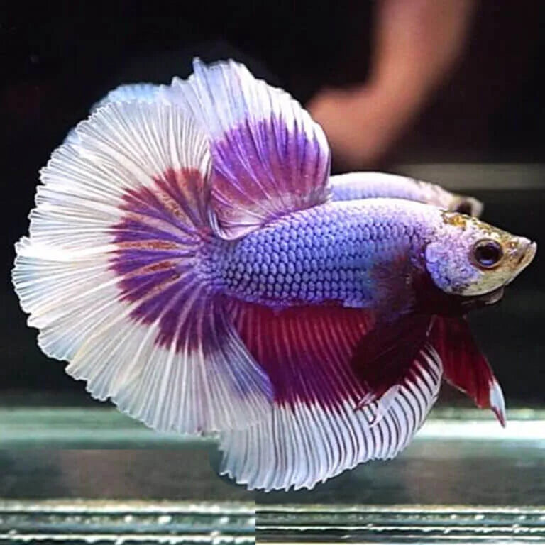 Butterfly Male Betta