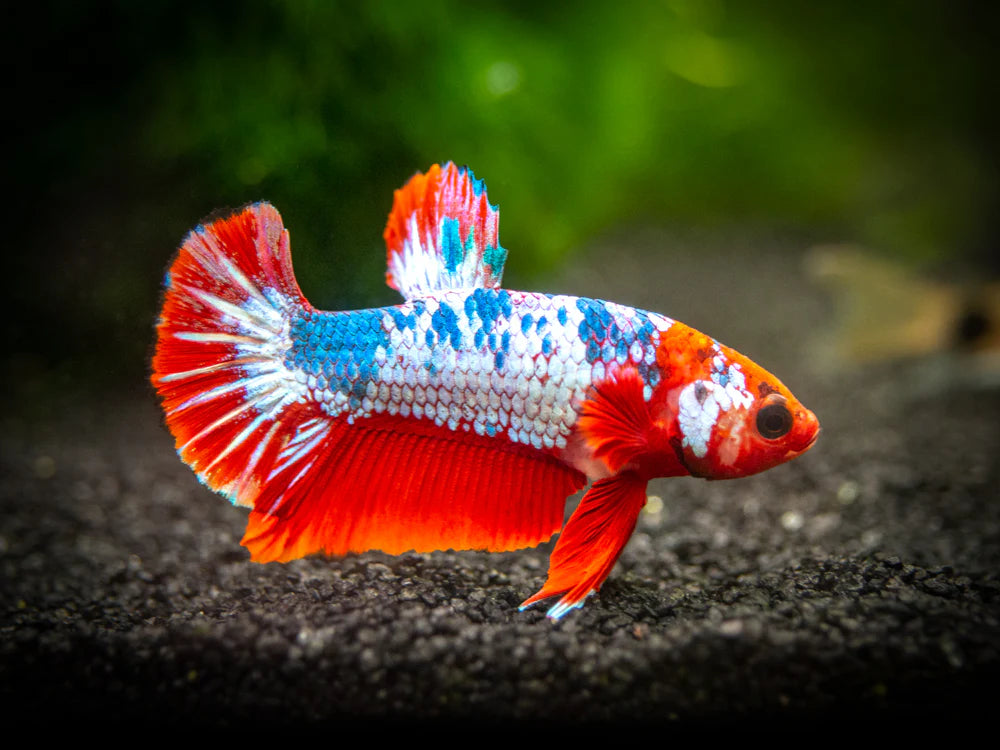 Assorted HMPK Male Beta