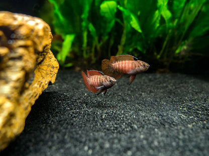 Black Tiger Badis