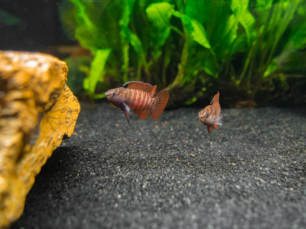 Black Tiger Badis