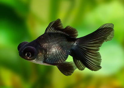 Black moor Goldfish