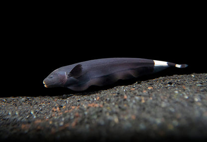Black Ghost Knife