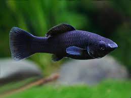 Black Molly - Home Bred