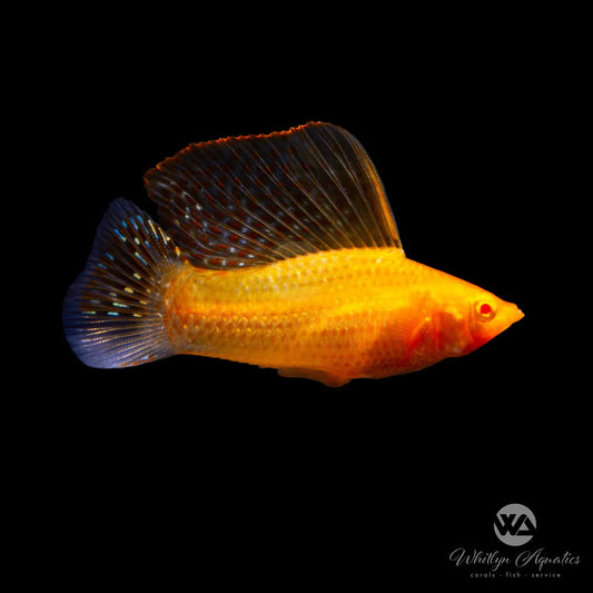 Blood Red Sail Fin