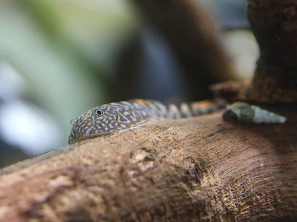 Blue tail Myers Hillstream loach