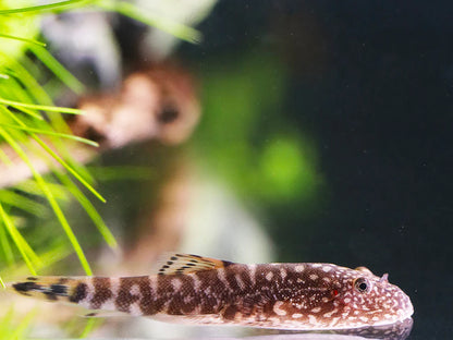 Blue tail Myers Hillstream loach