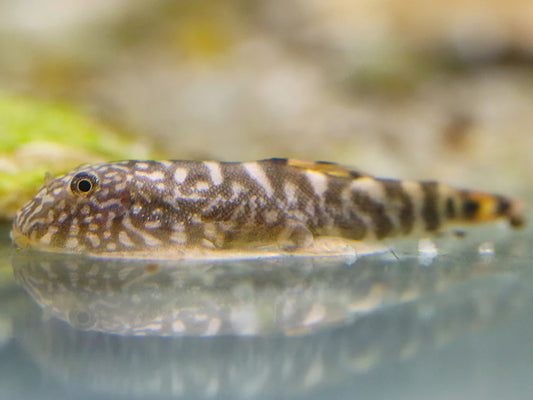 Blue tail Myers Hillstream loach