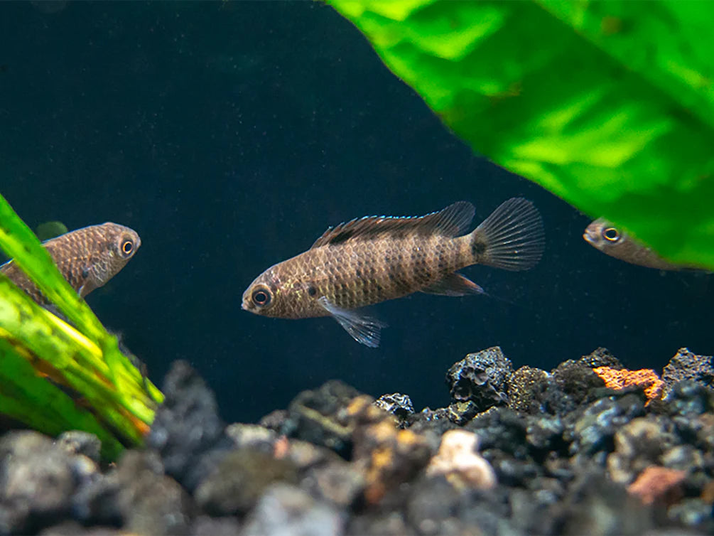 Blue Badis (Badis badis) aka Chameleon Fish – Top Fin Aquatics