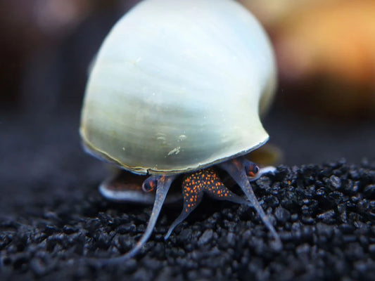 Blue Mystery Snail  (Pomacea diffusa)