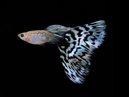 Blue Mosaic Guppy - Pairs