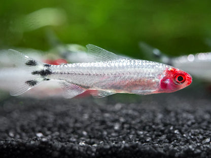 Platinum Rummynose Tetra