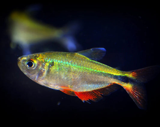 Buenos Aires Tetra (Hyphessobrycon anisitsi)