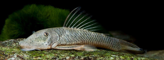 L187B Stripped Bulldog pleco