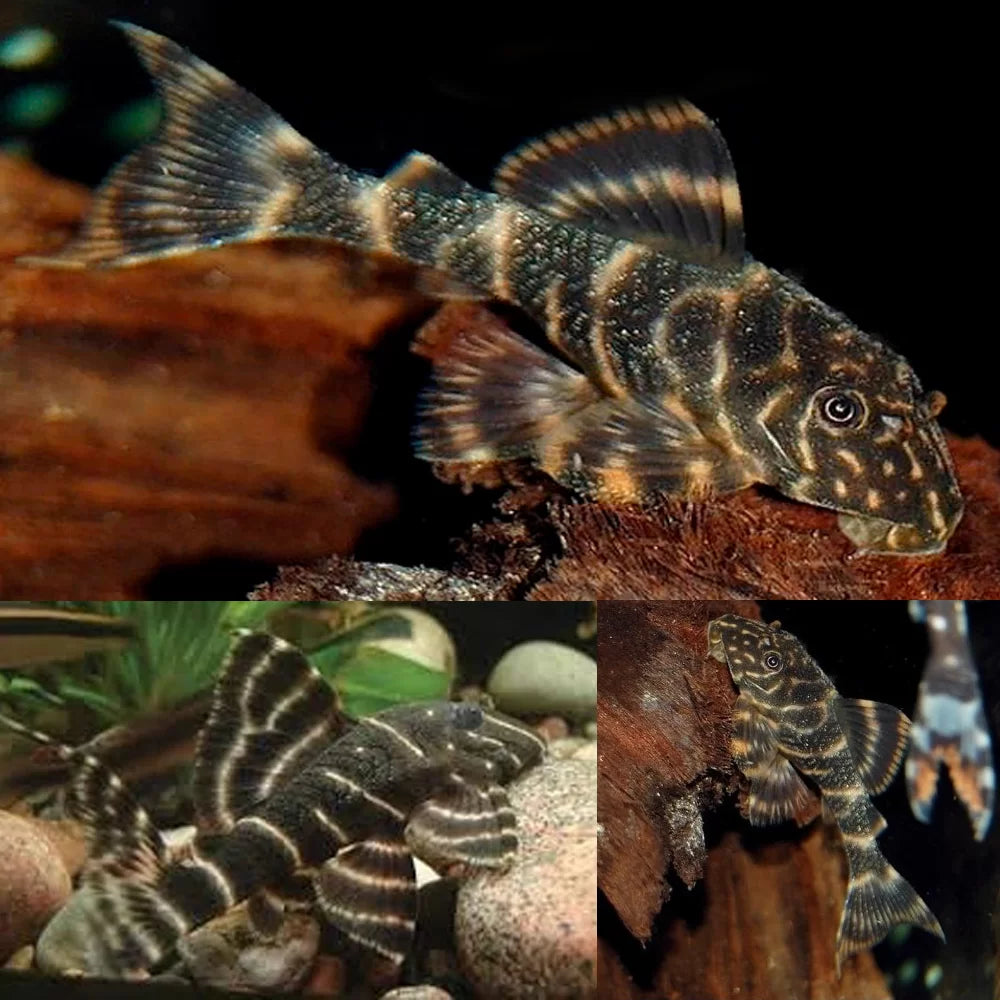 L104 Clown Pleco 4 -5CM