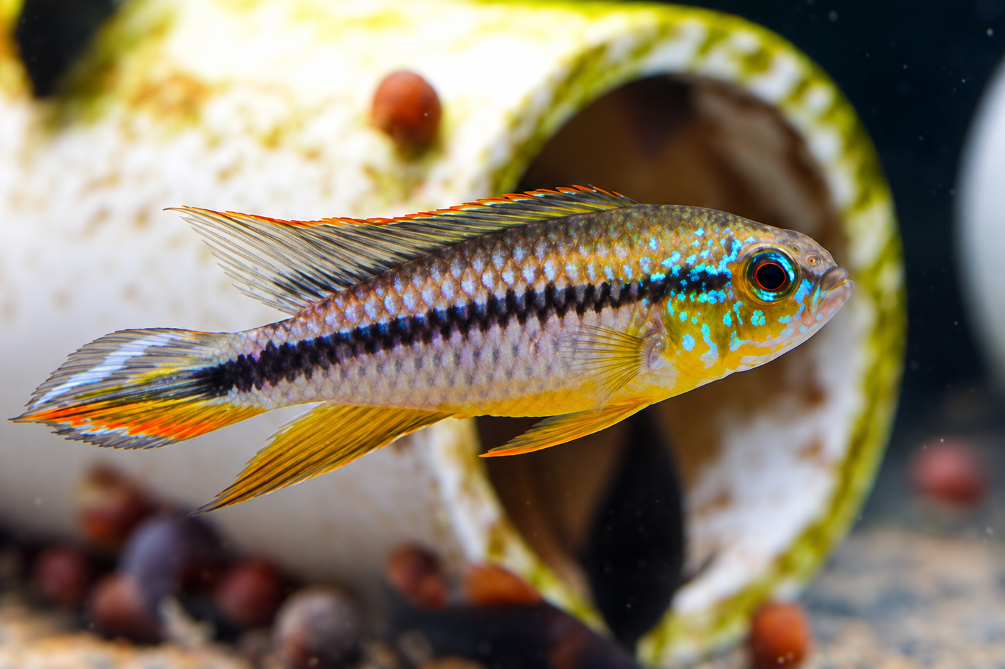 Apistogramma AQ Alenquer (Apistogramma sp. “AQ Alenquer”)