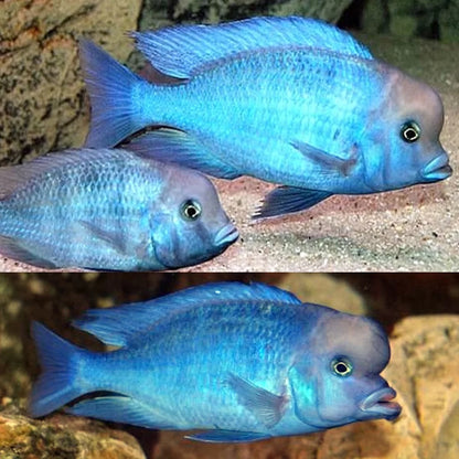 Blue Dolphin Cichlids - Large - NZ Breed